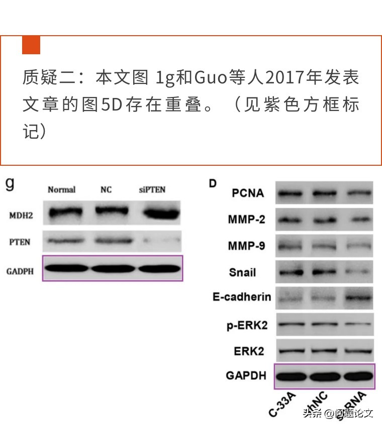 因真假难辨的WB条带，上海市第一人民医院的论文引得同行评议