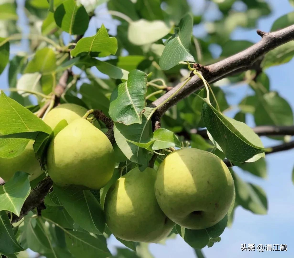 叶面肥增产技巧,叶面喷施肥助生长的配方