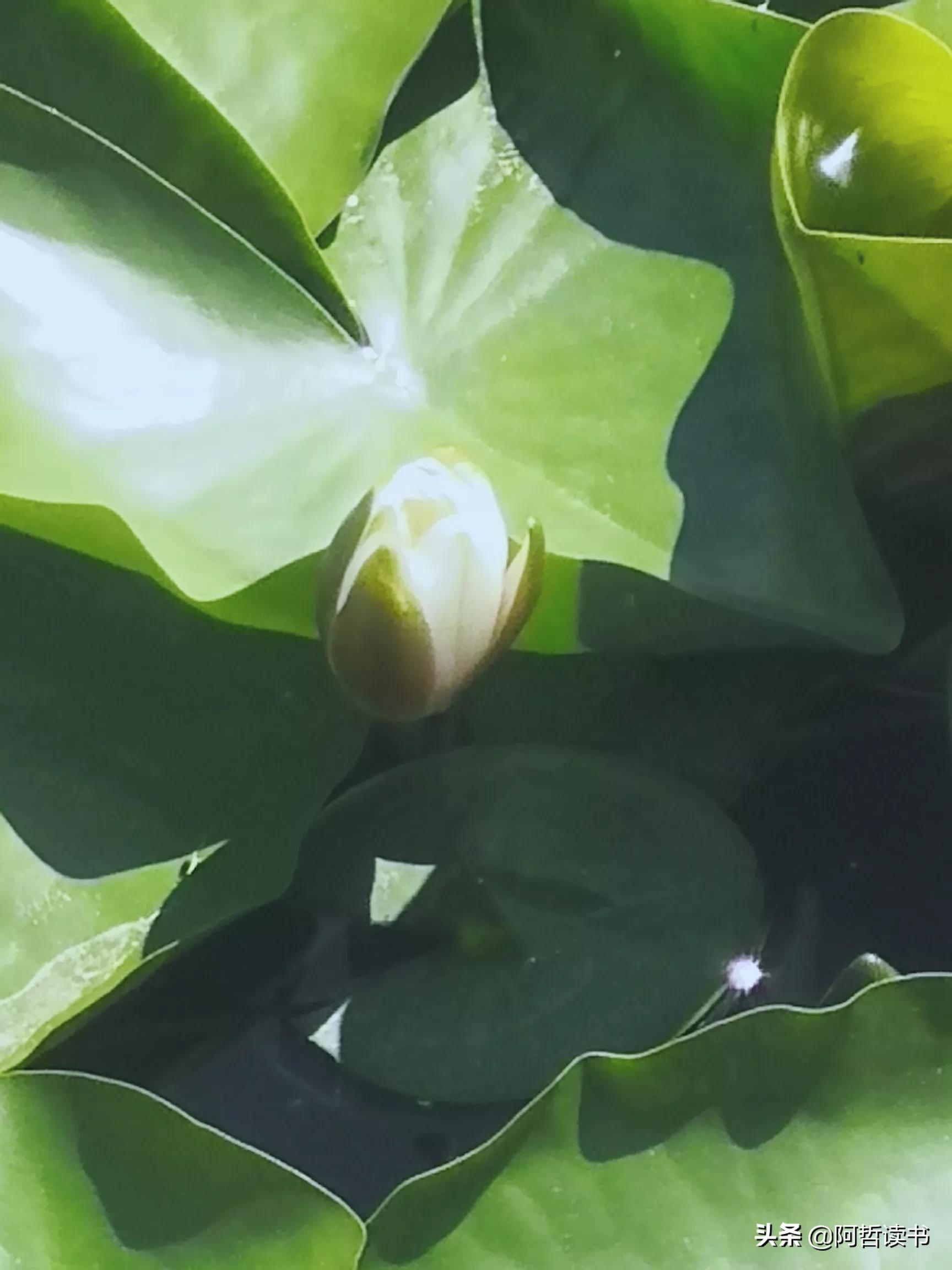 夏日荷花/风影摇曳波光粼，出水芙蓉最可人，一片冰心付与君