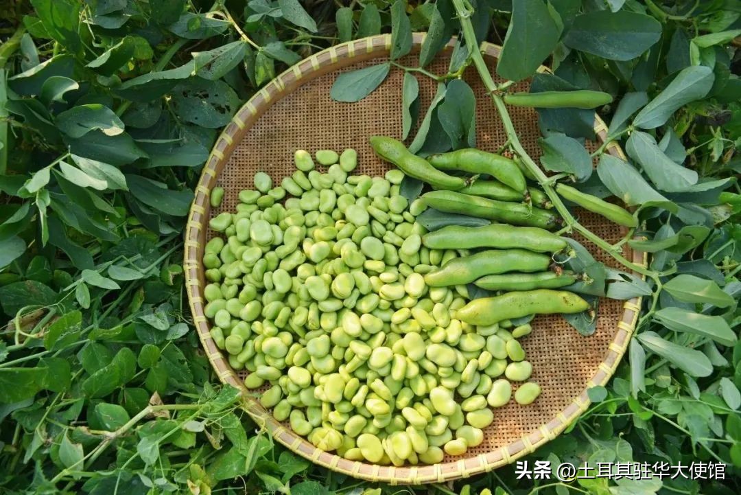 土耳其吃什么水果好,随季节变化而多吃应季食品