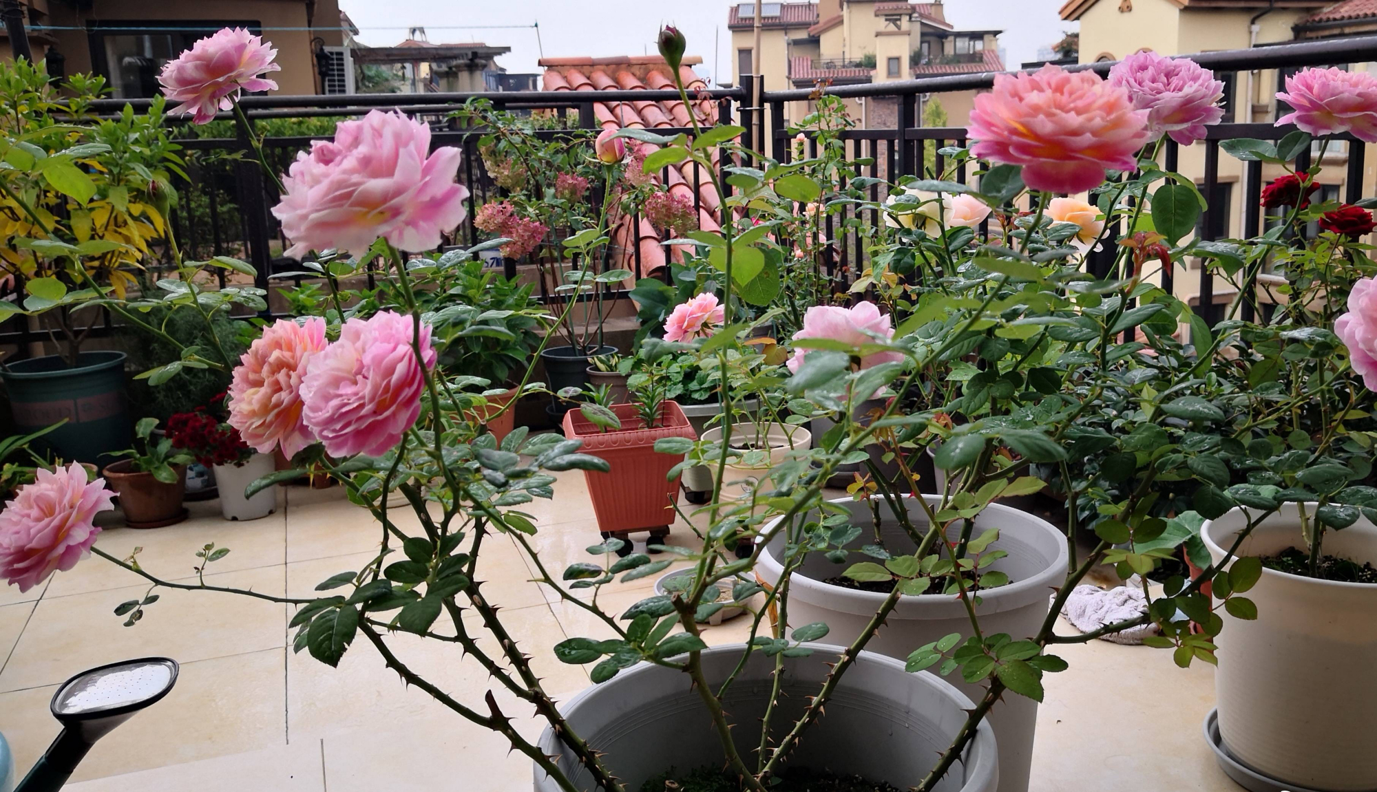 养月季花技巧藤本月季,最适合养的藤本月季