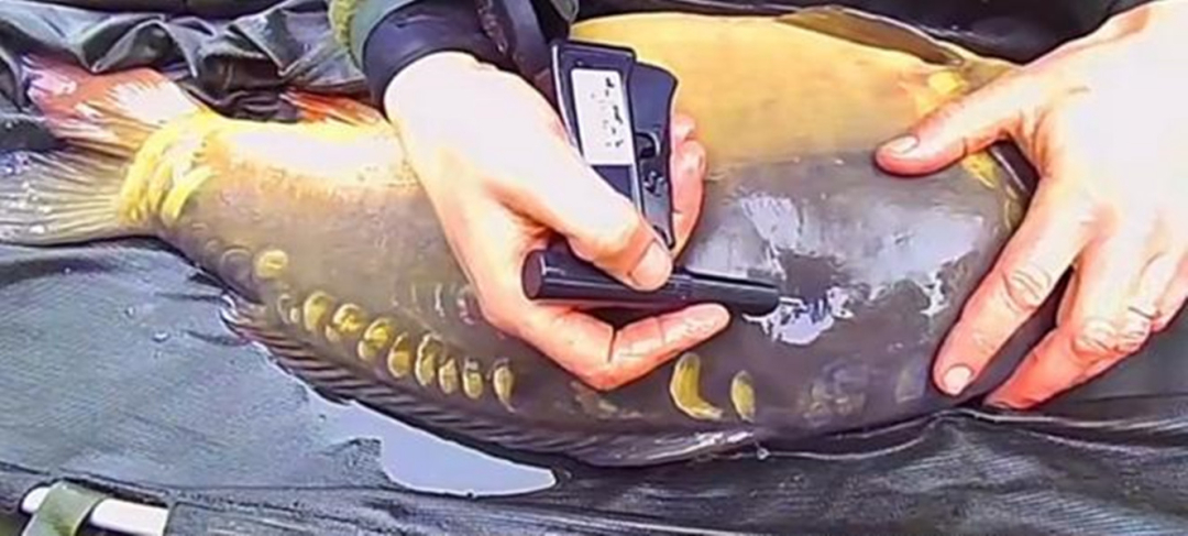 悬赏五百万抓鲤鱼,悬赏20万抓鱼