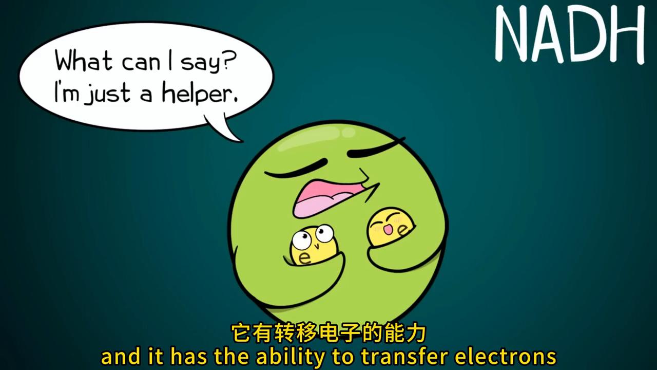 CellularRespiration,UPDATED细胞呼吸#动画