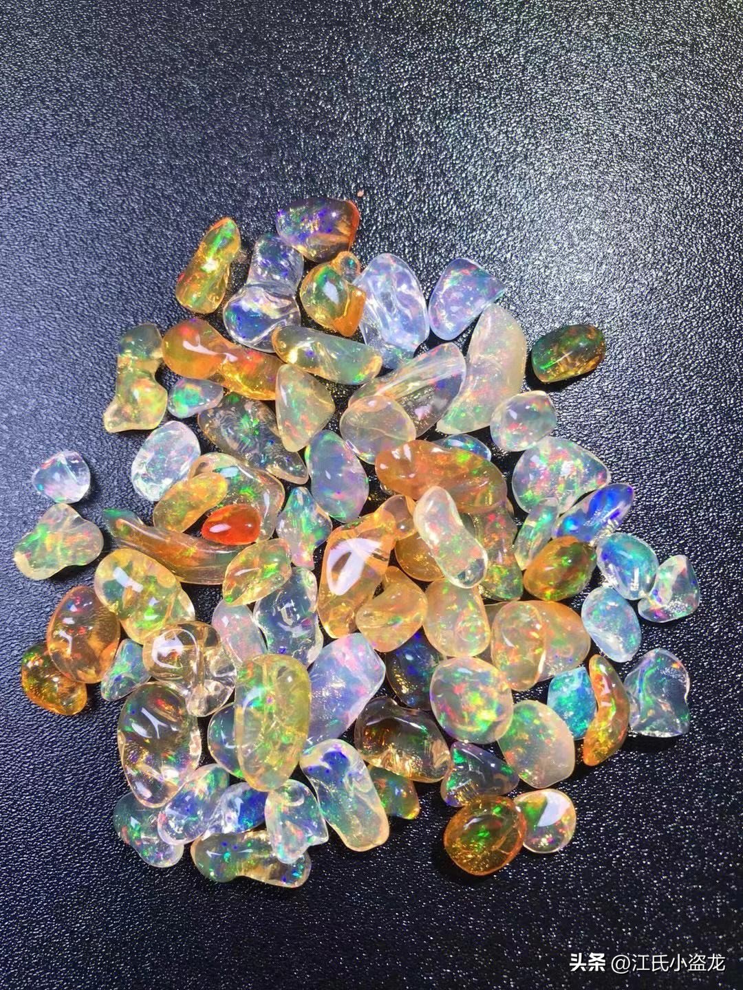 全民众筹买化石，终于知道它吃什么了！