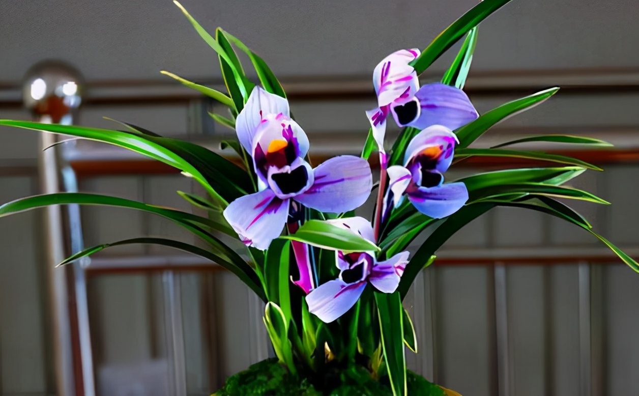 建兰紫月荷是真的吗,建兰紫月荷价格