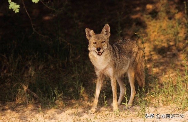 夏季的草原牧民是怎么防狼的,草原上狼群对羊的危害