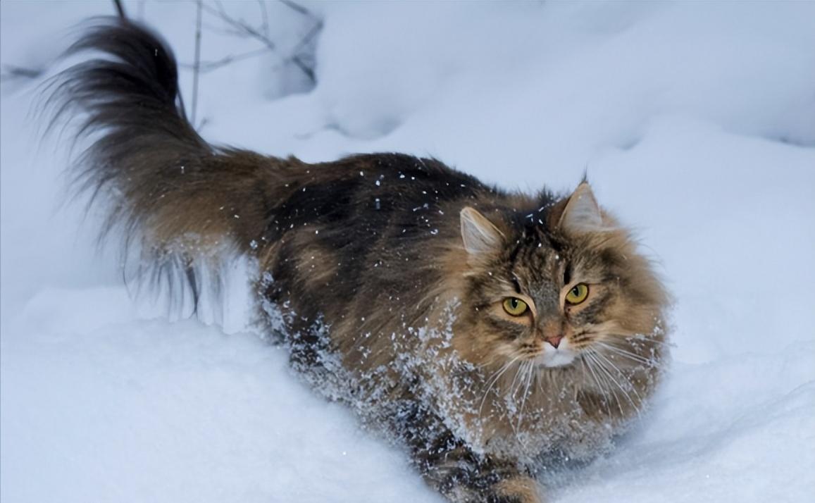 哪些猫掉毛不那么严重,哪种猫掉毛特别严重