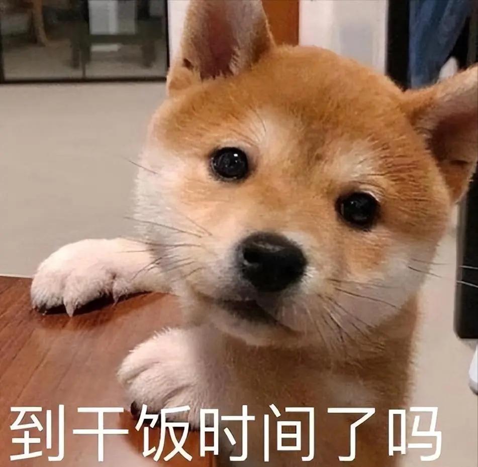 现在的狗狗有多幸福,盘点那些幸福的狗狗