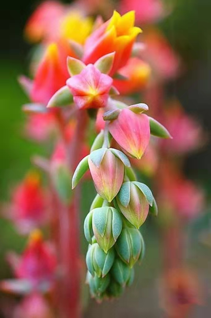 100种好看的多肉植物,50多种多肉品种大全