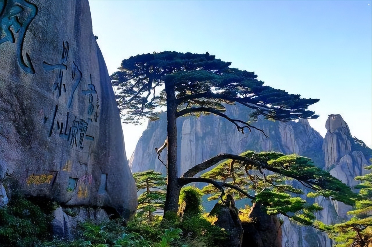 一棵树就是一个景点,一棵树的春夏秋冬绝美风景