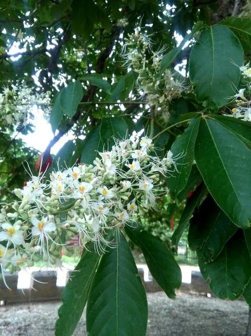 佛教四大圣树介绍,佛教“四圣树”之一