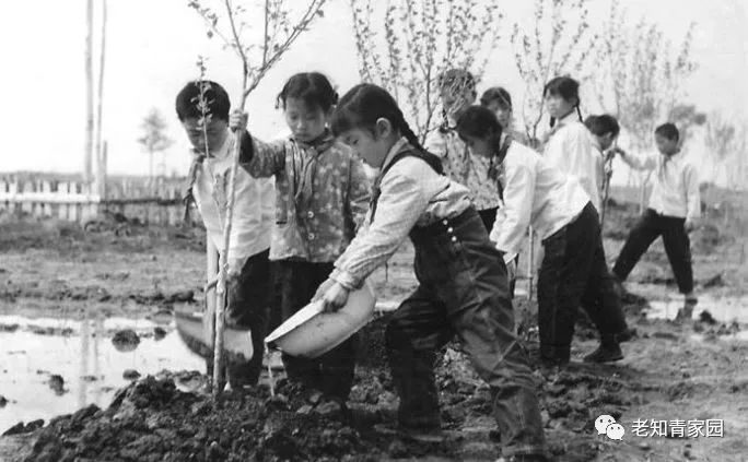 50年代的少年,50年代的人成长经历