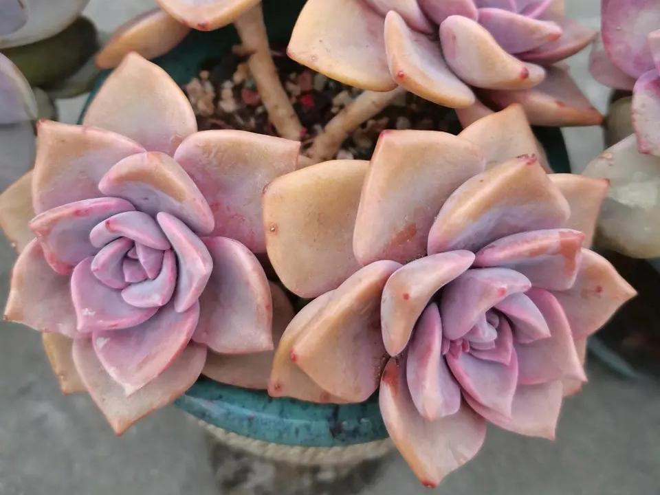 多肉彩虹糖和紫乐有啥区别,彩虹糖多肉和紫乐多肉的区别