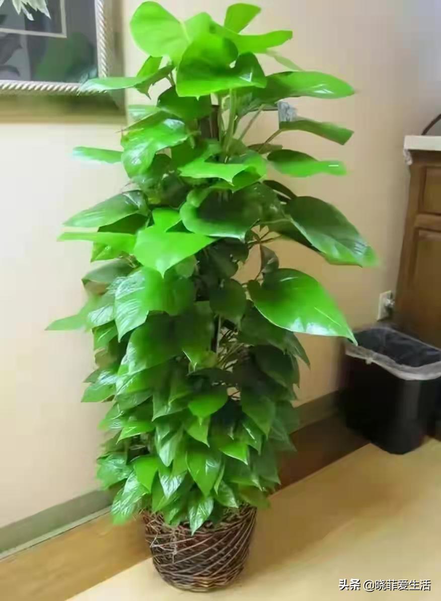 客厅象征发财的盆栽有哪些,客厅养什么绿植最旺财