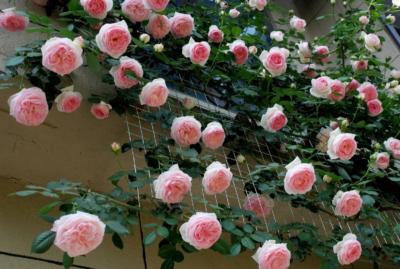 光照不足也能猛开花的藤本月季,抗病好养勤花的藤本月季品种