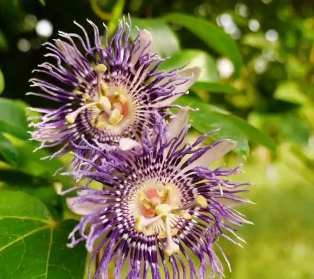 90后小伙承包15亩果园,湖南小伙承包五千亩四年赚上千万