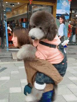 巨型贵宾犬怎么养最合适,养巨型贵宾犬怎样做犬舍