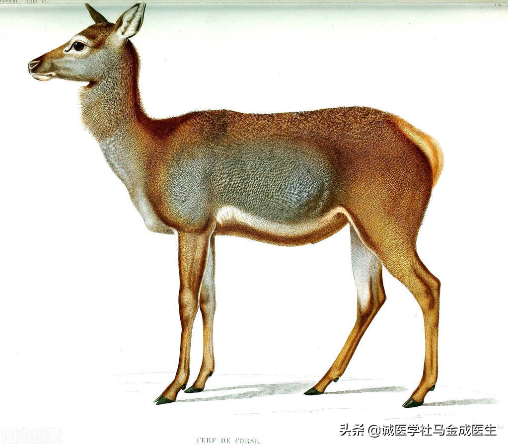 治疗结节囊肿的中药经典方,通经活络活血化瘀散结的中药