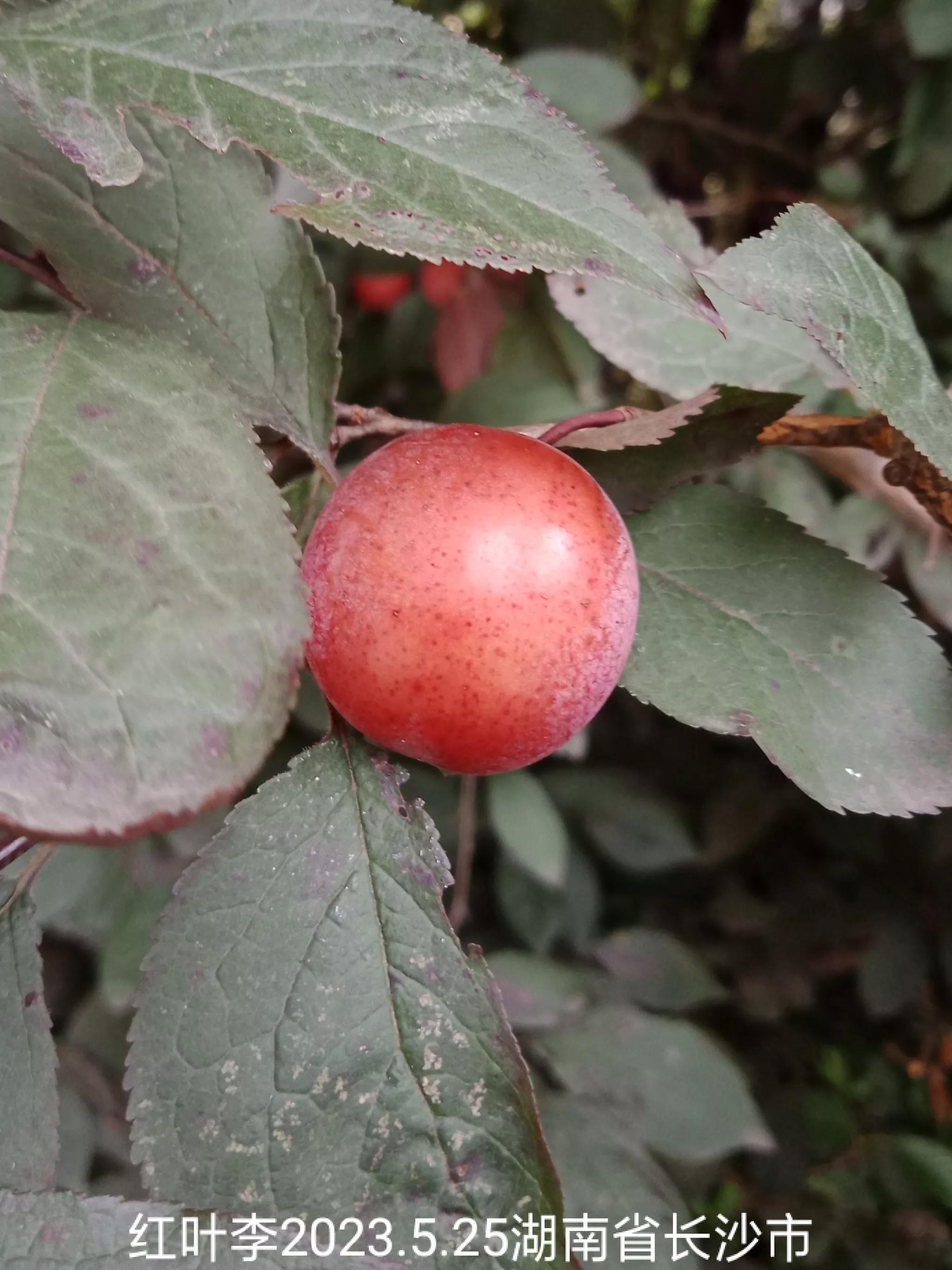 微信群没有保存下来怎么找回来,怎么找回没保存的微信群