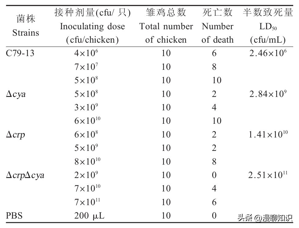 鸡沙门菌能引起鸡白痢吗,鸡白痢沙门氏菌病的研究进展