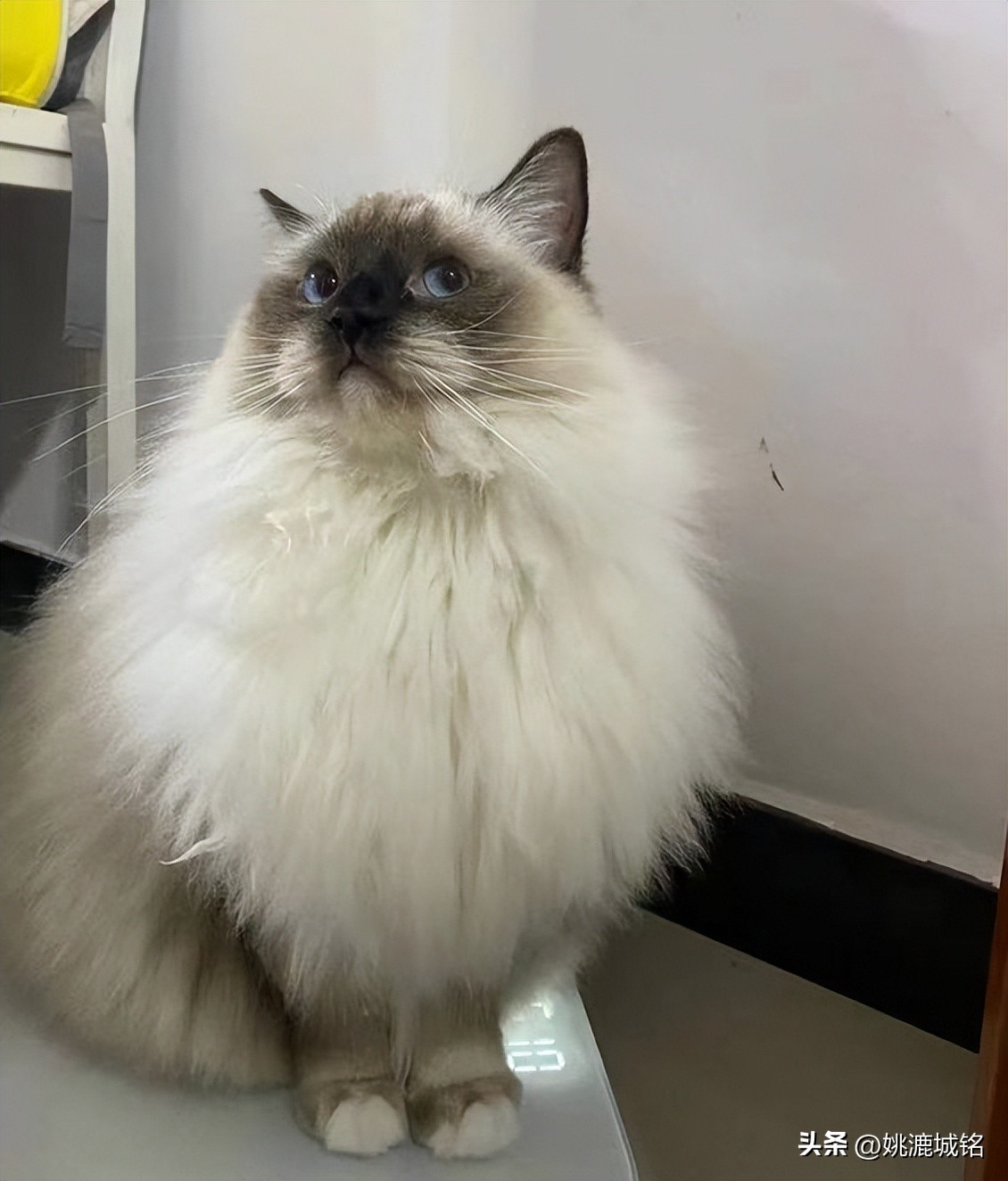 2022猫粮排行榜,各大品牌猫粮推荐