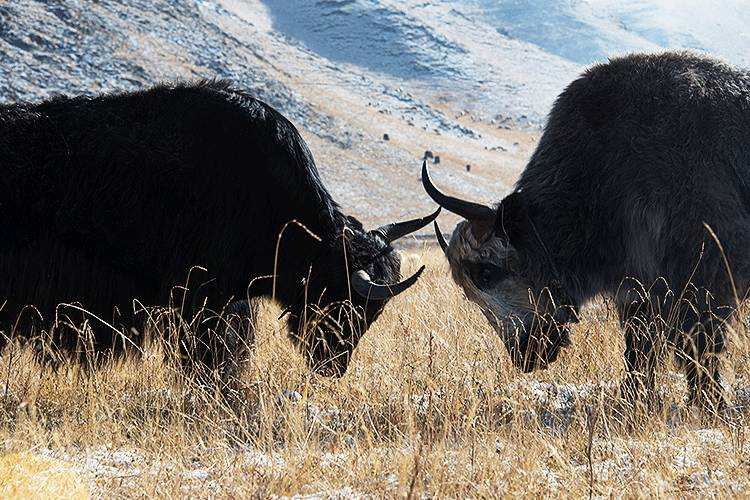 美国女孩嫁中国穷小伙,美国姑娘嫁河南农村