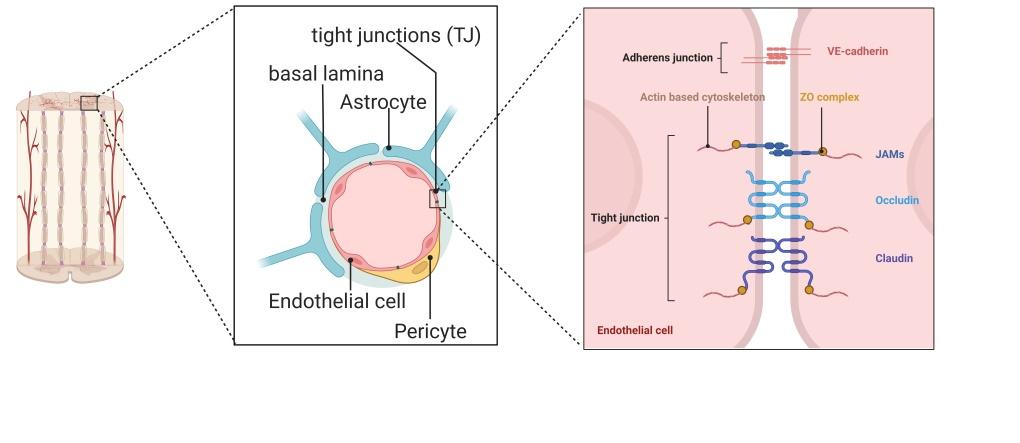 脊髓损伤治疗研究最新进展,首都医科大学脊髓损伤治疗