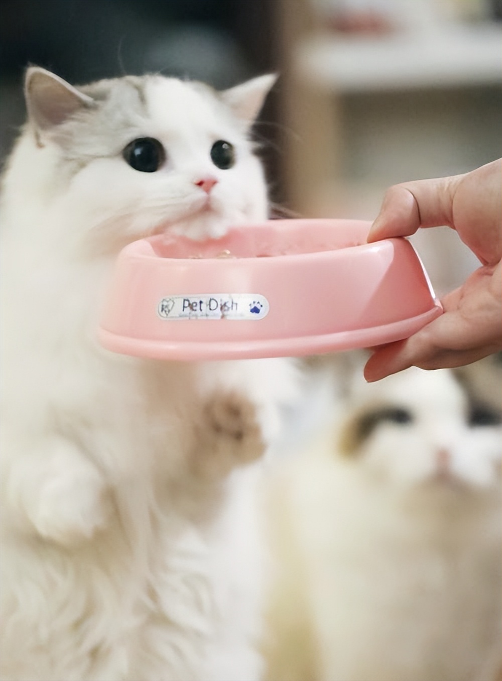 对猫非常危险的10种食物,坚决不能给猫吃的五种食物