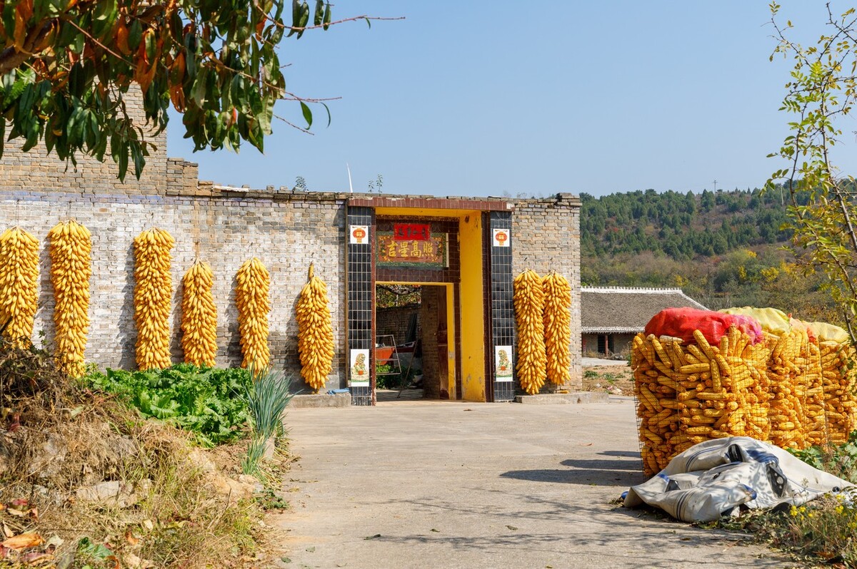 它是长寿乡的“吉祥果”，清肺更养肺，百岁老人经常用它泡水喝