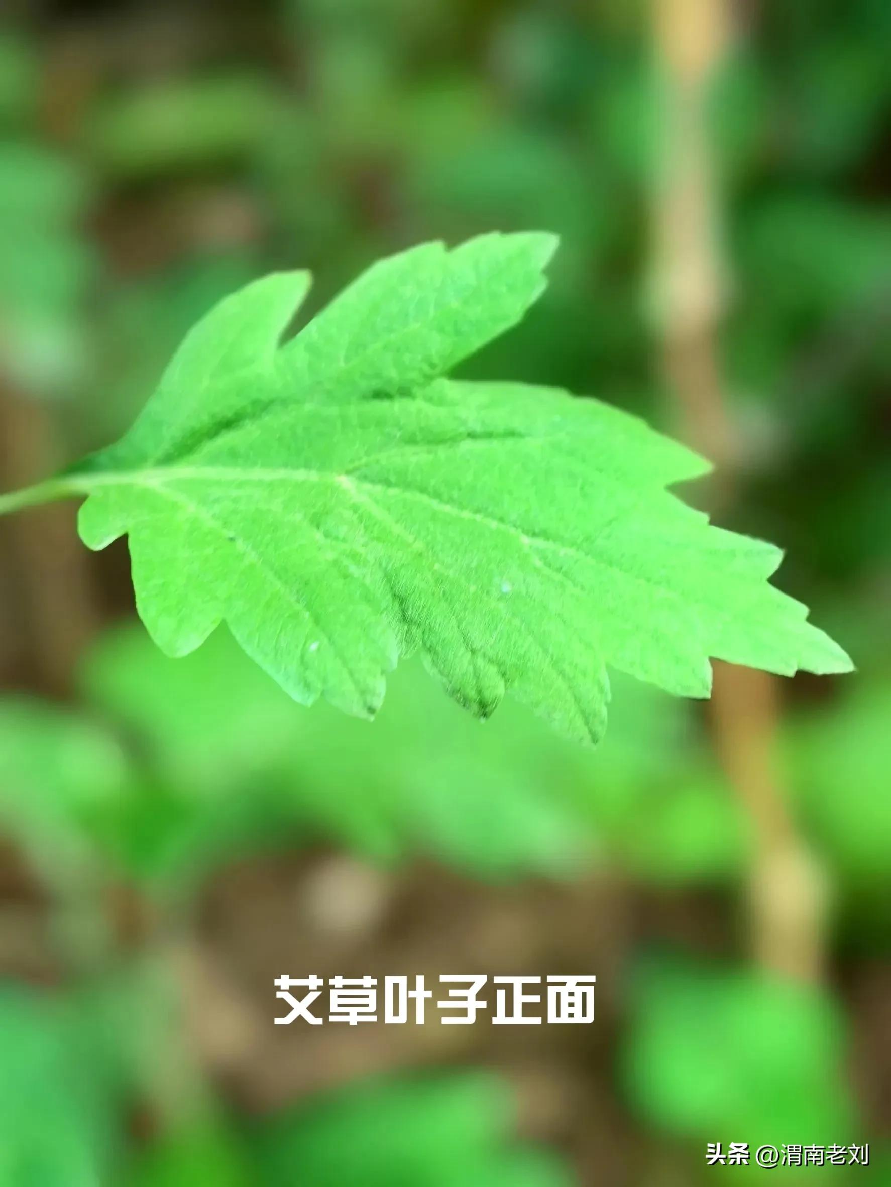 端午到了你准备艾草了吗,艾草只能在端午节买到吗