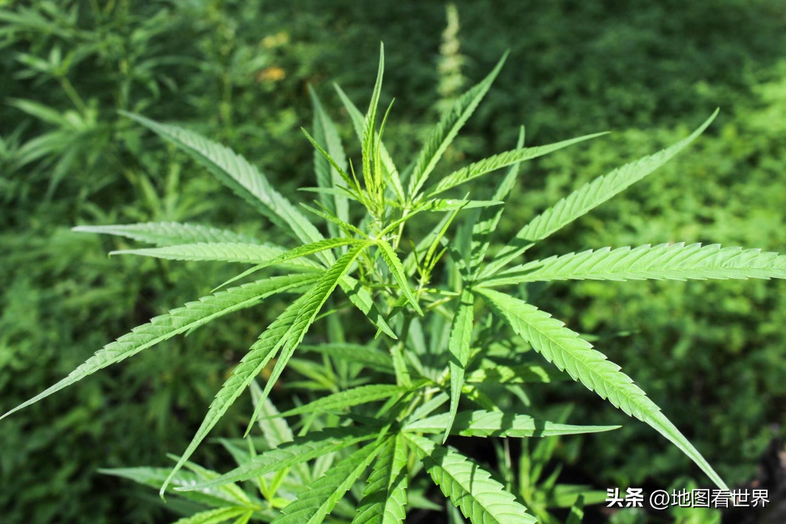 瑞士乌拉圭世界杯,瑞士乌拉圭历届世界杯