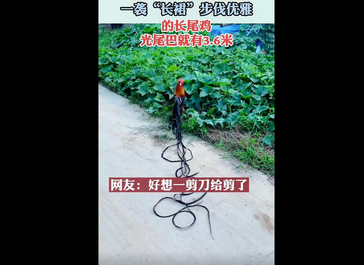 河南出现神秘巨鸟成片喜鹊,河南发现一只怪鸟