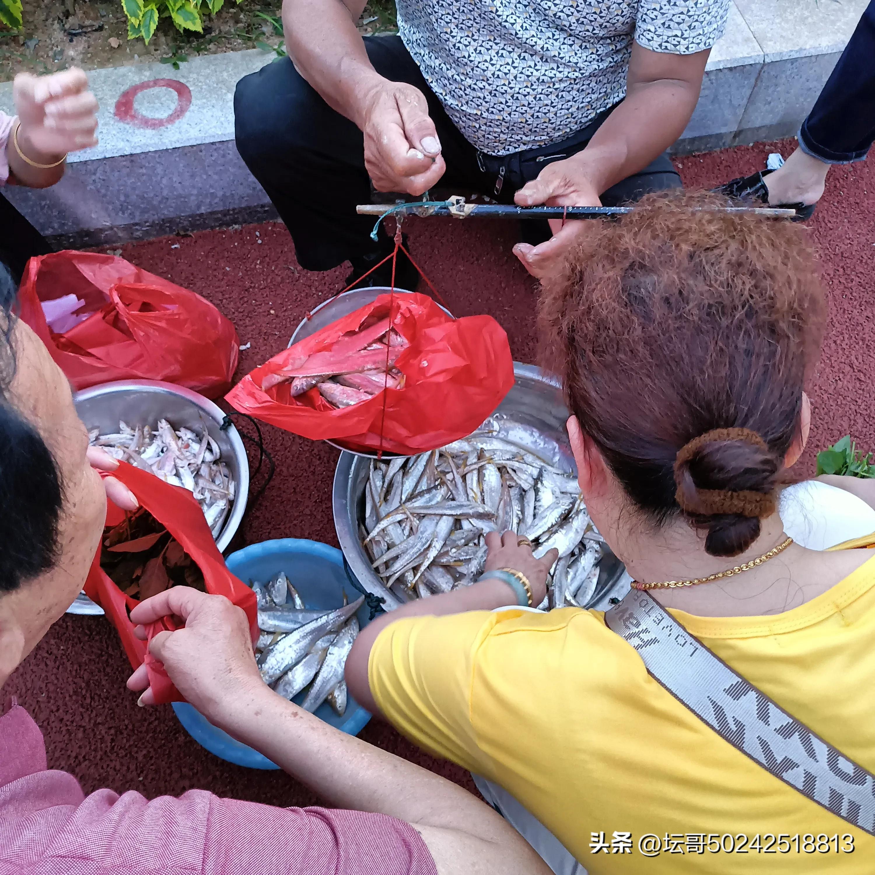 赛岐凤尾鱼价格,赛岐凤尾鱼