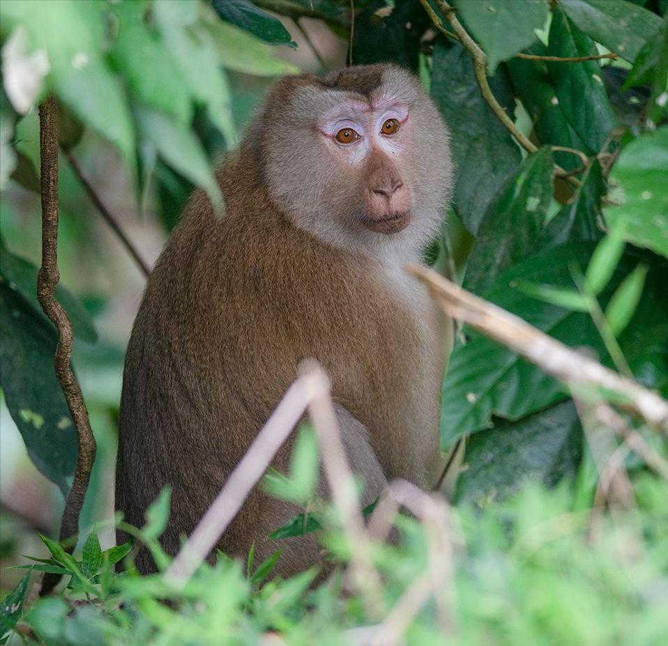 云南所有稀有动物猴子,云南稀有野生动物猴子