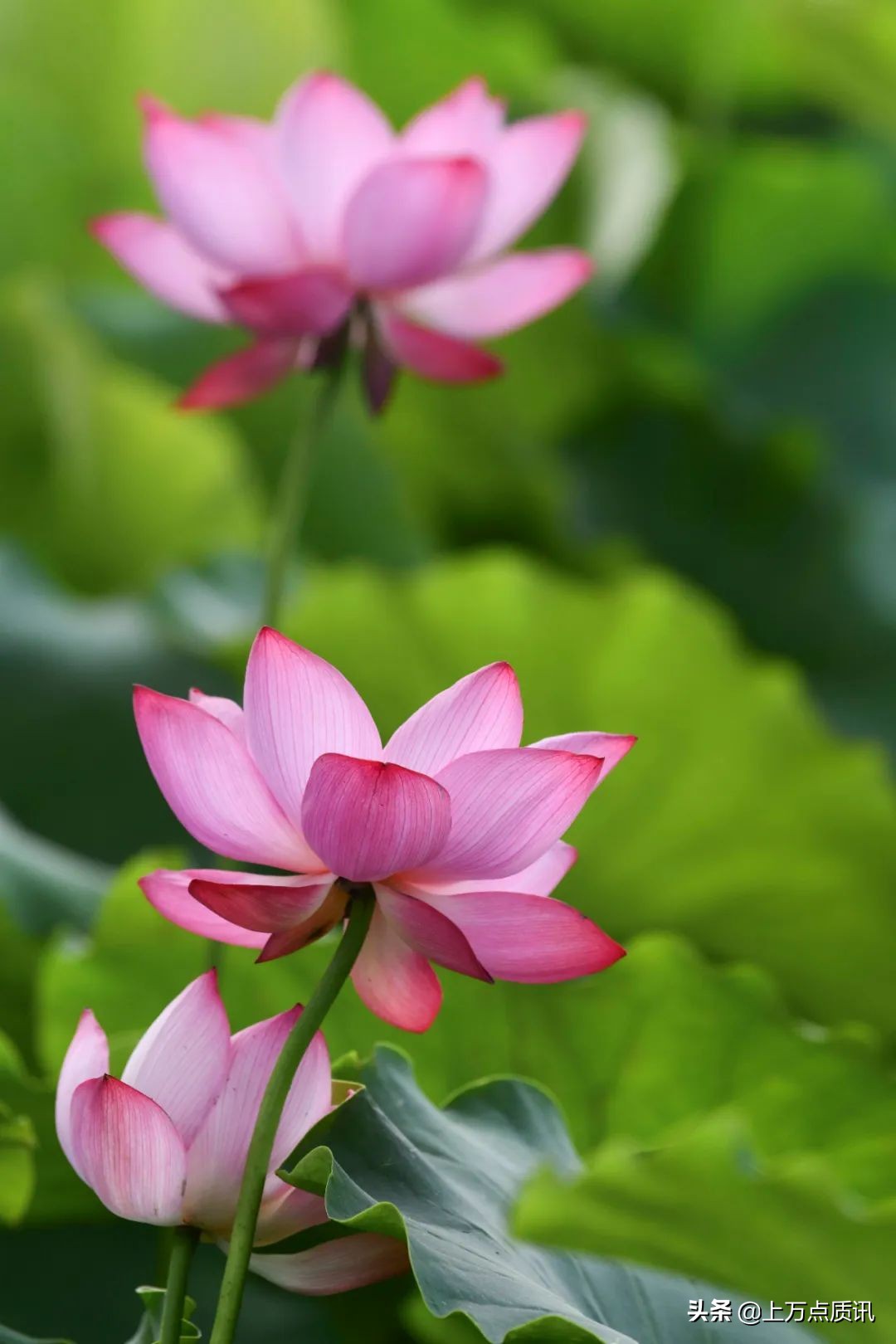 济宁微山湖旅游景区攻略一日游,济宁微山湖旅游区排名