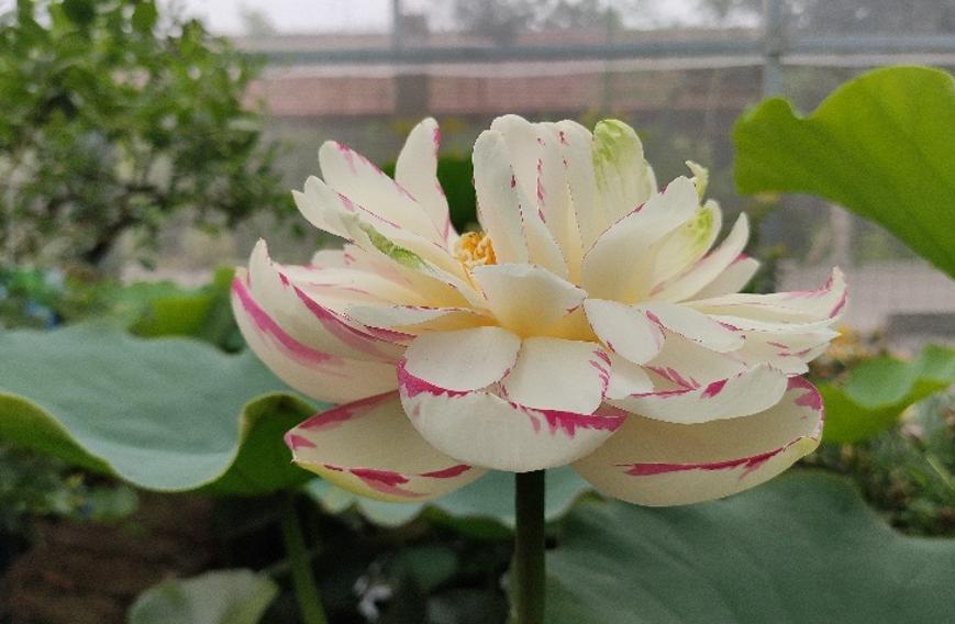 新手碗莲种不好教你一个小技巧,碗莲种藕多久开花