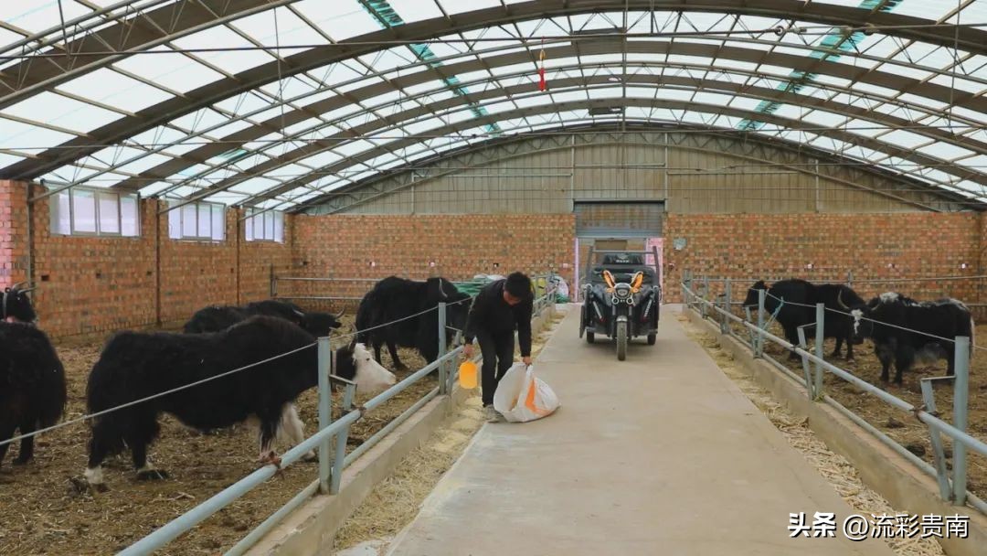 乡村振兴畜牧业,畜牧业乡村振兴