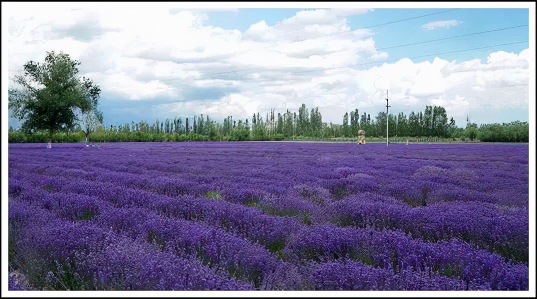 中国熏衣草之乡伊犁霍城县,大美新疆伊犁熏衣草