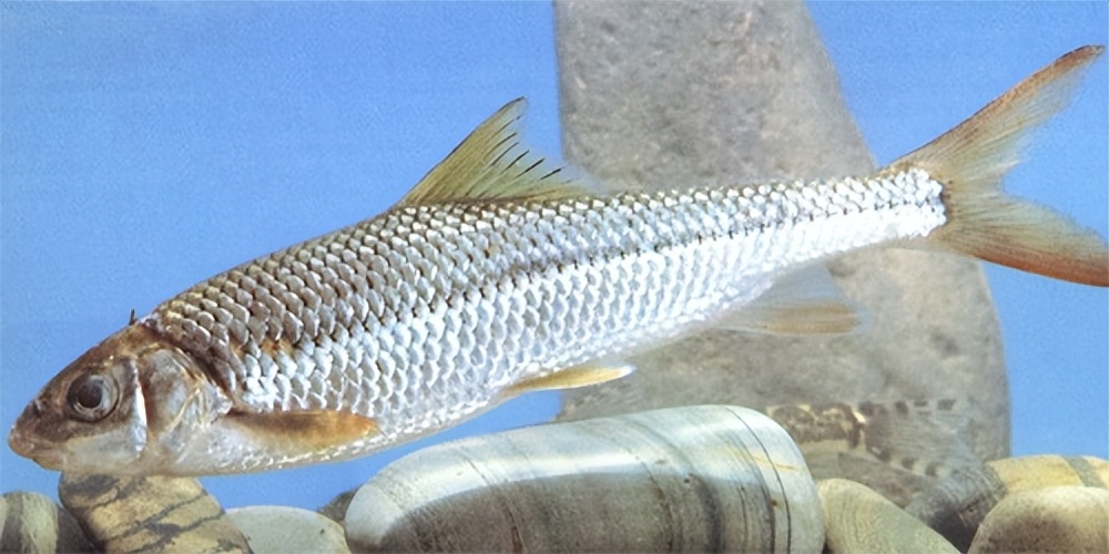 重庆城口鱼贵不贵,三峡特产清江鱼块