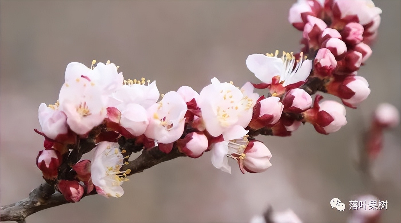 怎样辨别果树花和芽,怎么分辨阳光玫瑰果树