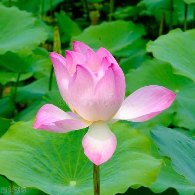 你不知道的国家冷门知识泰国,泰国旅游你不知道的那些事