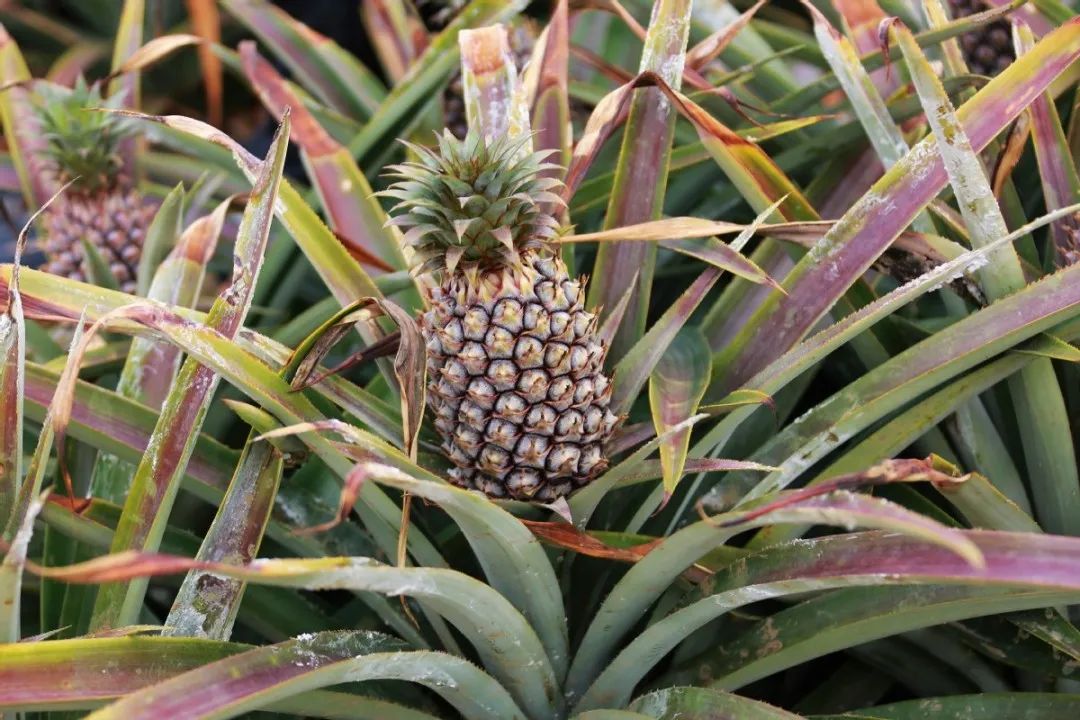 出台政策最高可达100万元专项补贴,官方下达125亿保费补贴