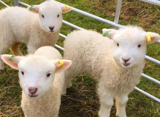 小羊羔拉稀没精神怎么办？小羊拉稀后精神状态不好怎么办？