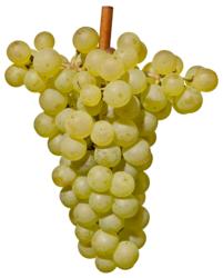 小众之美|AltoAdigeDOC上阿迪杰