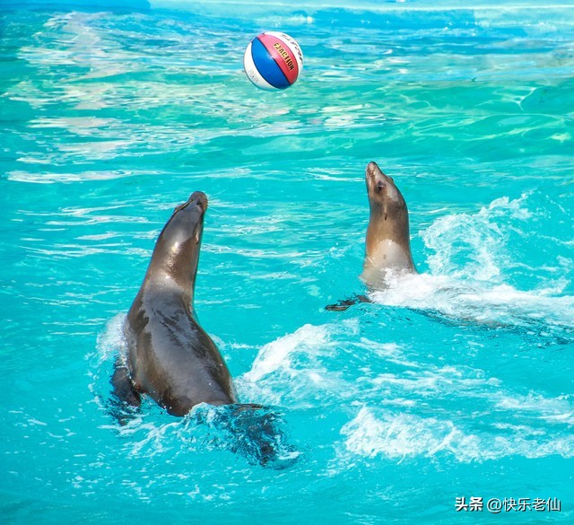 游大连老虎滩,怎么逛老虎滩