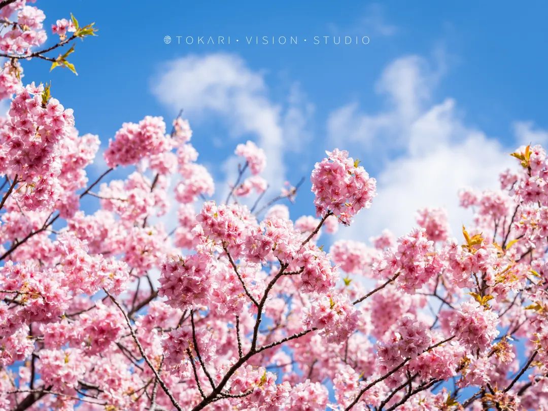 日本赏樱五日游攻略,日本河津樱游玩攻略