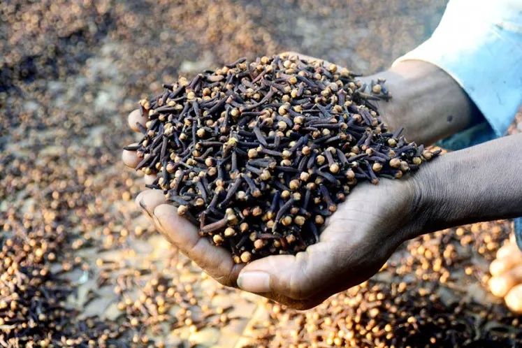 古老的印度香料,印度尼西亚香料