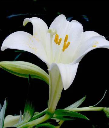 雪白的百合花,纯洁的百合花习作