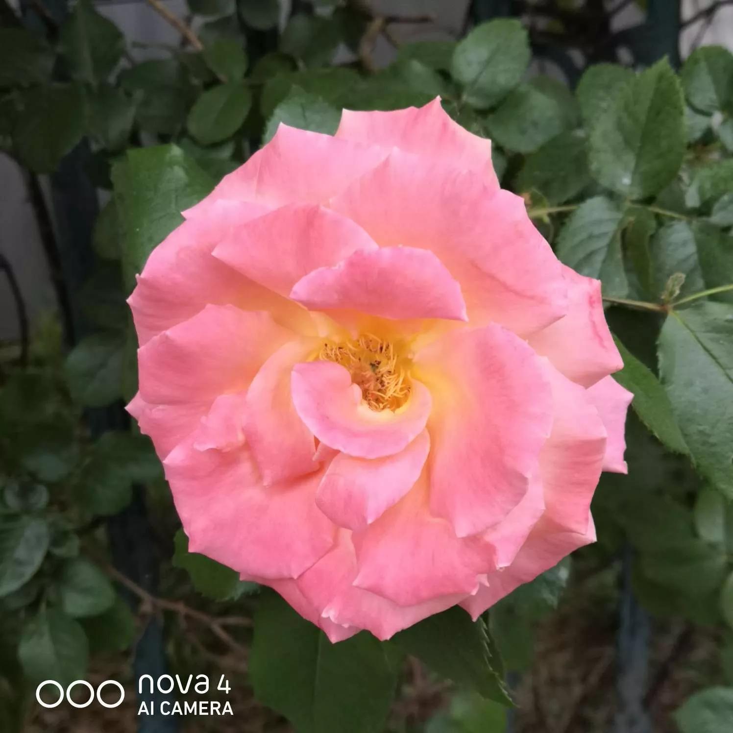 月季品种醉花,月季品种大全及图片欣赏