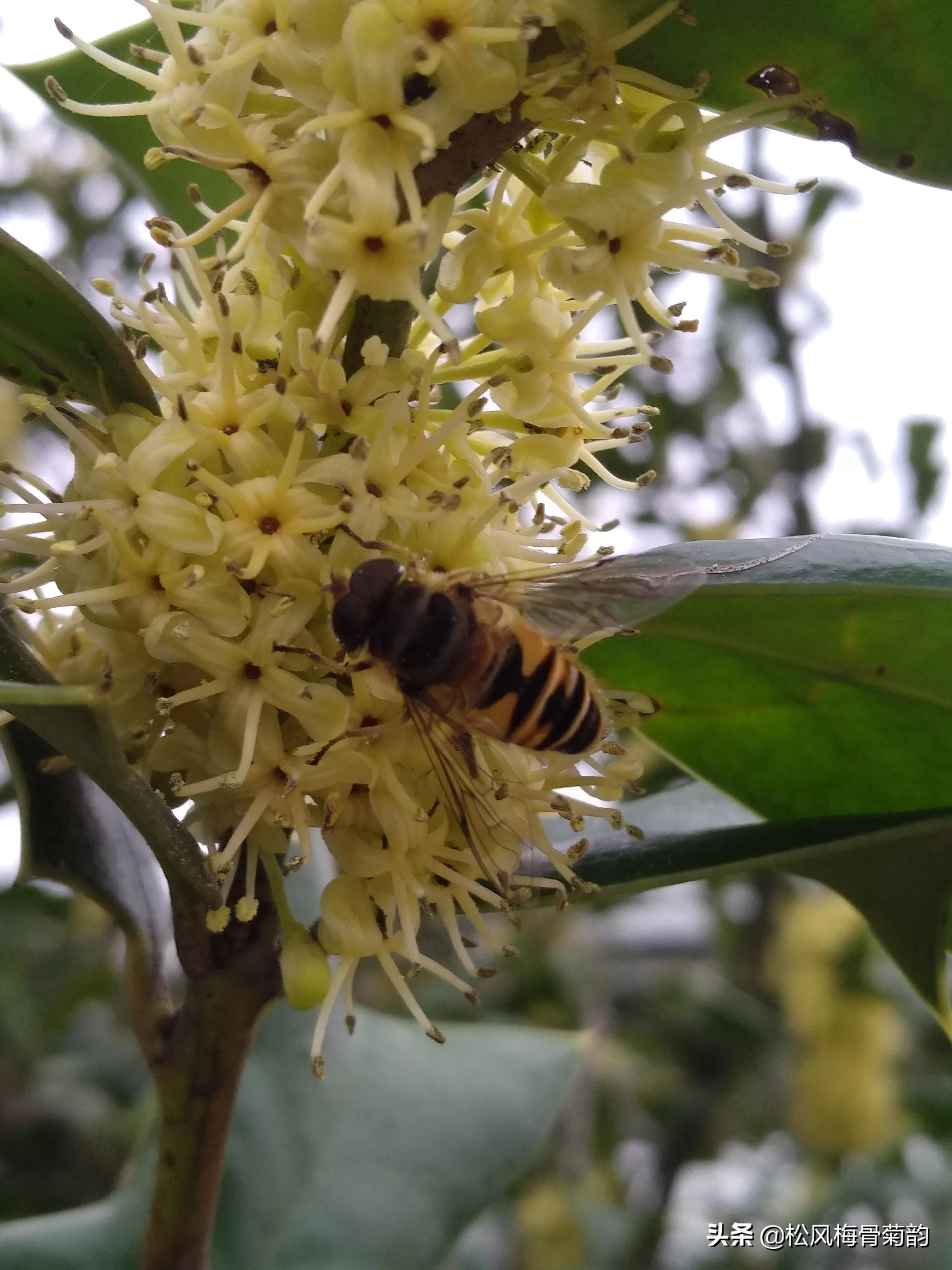 猫儿刺花香,猫儿刺为什么开花不结果